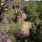 The hidden path among Aloes and flowers