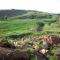 valley of ferns not able to see from road