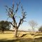 Old Tree