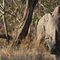 Kapama Game Reserve - Rhino