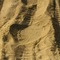 Footprint of an Elephant