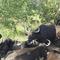 Buffalos in Thornybush - Big Five No.5