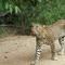 Leopard in front of our car - Big Five No.2