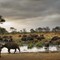 Buffalos