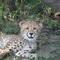 Cheetah baby