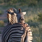 Zebra Hug