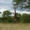 Dave the welcoming Giraffe