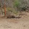 antelope - Kapama Game Reserve