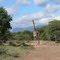 Lerato giraffe & mountains.