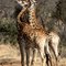 Giraffe's fighting