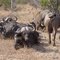 Buffalo at Thorny Bush Lodge,  South Africa