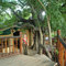 Josmacs Pub Tree - Timbavati