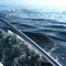 Dolphins in Kei Mouth