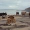 Stoner cows