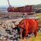 Jacaranda and red cow