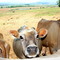 Milk cows at Underberg cheese factory