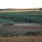 Frieslands in the Frost, Underberg Jun-13