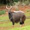 Nyala Bull