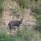 Bushbuck Ram