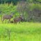 Kudu Bulls