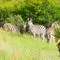 A Zebra Herd