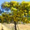 Australian Black Wattle or Mimosa Tree