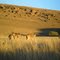 Evening Glow at the Moreson Game Ranch