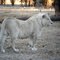 Young White Lion at Moreson Ranch