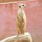 Meerkat