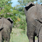 Kruger the 2 elephants