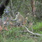 Scimmia, Parco Kruger - Sudafrica