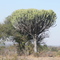 Chandelier Tree