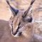 Caracal