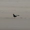 One Legged African Oystercatcher