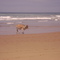 cebe cow 2008