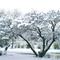 Snow in Zastron - Trees