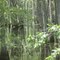 Swamp