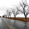 Leafless trees on the Lower Buckeye