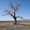 Lonely dead tree