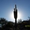 Saguaro Cactus at South Mountain