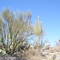 Park Saguaro