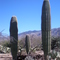 Saguaro National Park, Arizona http://goplanettravel.blogspot.com