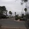 natural gardens in Tucson, in front Fouquieria splendens