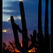 Saguaros