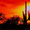 Saguaro National Park
