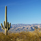 Saguaro National Forrest, Tucson, Ariz.