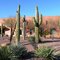Giant Cactii, Thunderbird Campus, Glendale, Az