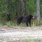 Momma Bear and 2 Cubs (Sept. 2008)