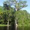 Large Cypress Tree at Spring #2 entrance