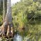 Wacissa River (Florida, USA)